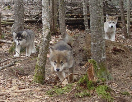 The next generation